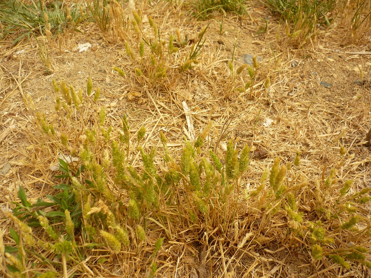 Rostraria cristata (Poaceae)